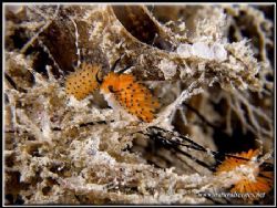 Three little orange nudis; the center character look like... by Yves Antoniazzo 